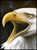airbrush auf goldwing